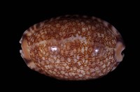 藏品(阿拉伯寶螺)的圖片